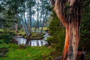 Noojee Billabong