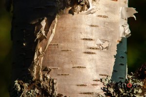 Birch Bark