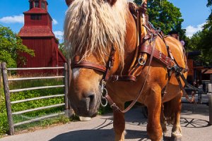 Seglora Horse