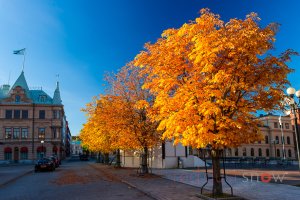 Centrum Orange Höst Autumn