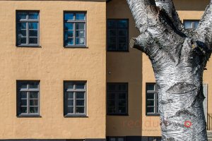 Birch Windows