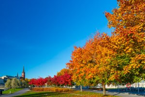 Autumn-Höst