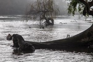 Upstream to Gadds Bend, Murray River