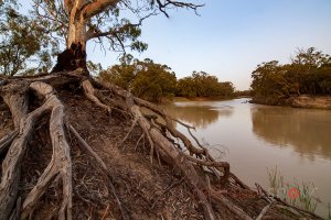 Red Gum Roots