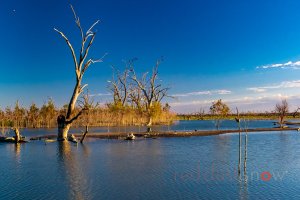 Lake Pamamaroo 2018