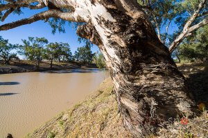 Tilpa Weir Darling River Outback NSW