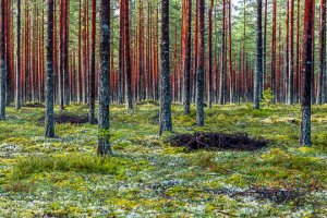 Vindeln Forest, Sweden