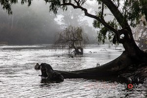 Upstream to Gadds Bend, Murray River