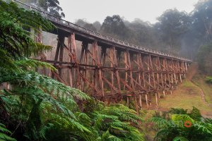 Noojee Trestle Bridge