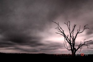 Tree Sillhouette