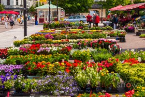 Summer Flowers