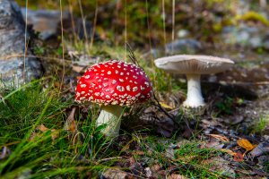 Fly Amanita