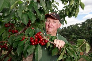 Hotson&#039;s Cherries, Chiltern