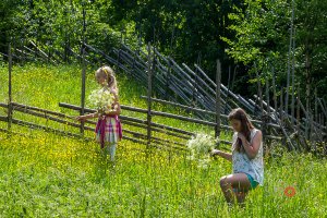 Flower Collections