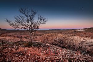 Sturt National Park Jump-Ups Tree