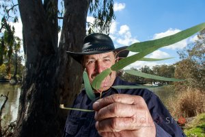 Gum grower in the US Paul Chambers