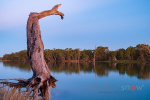 Sunset Stump