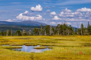 Nordland Fylke