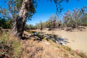 Darling River Redgums Pooncarie Outback NSW