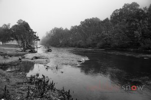 Willow on the Murray River