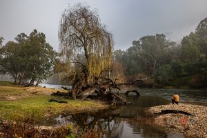 Willow on the Murray River